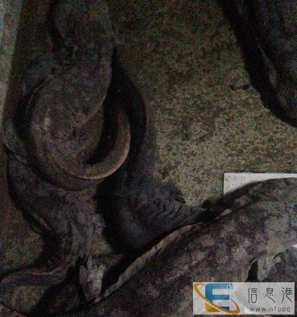 出娃娃鱼滋补送礼求人办事送领导等绝佳价格非常便宜