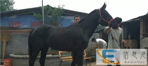 山东温血马养殖场在哪里