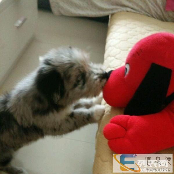 转让小边牧，可爱活泼