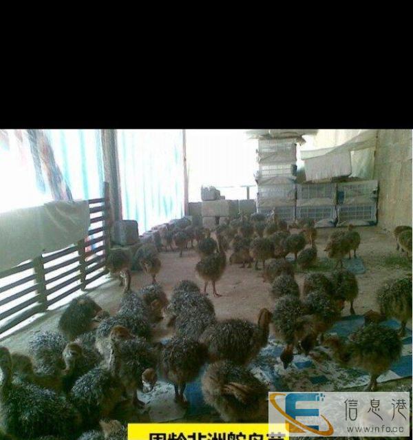 出售驼鸟苗，鳄鱼苗及相关物种 相关质询