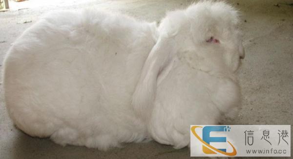 哪里有好看的长毛兔养殖场