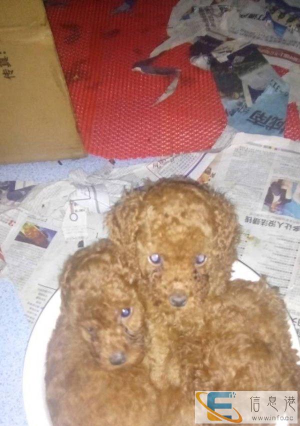 泰迪犬，家养泰迪出售