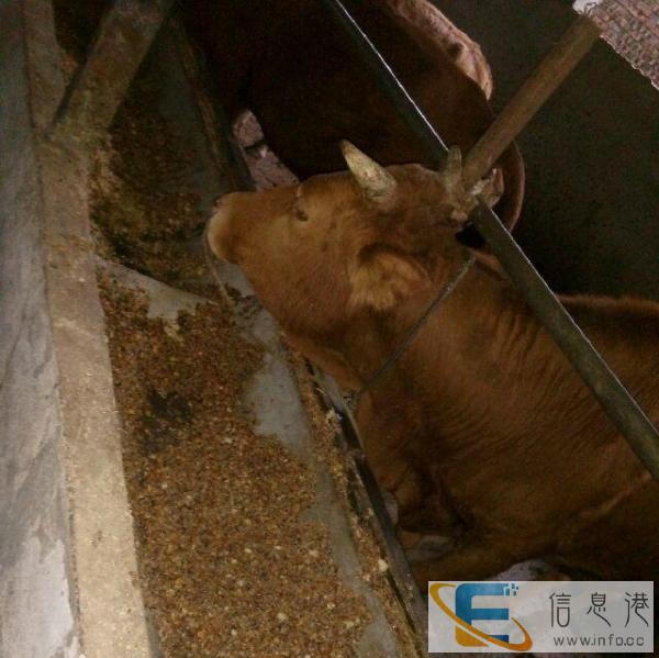 有現成牛场转让 附架子牛50头