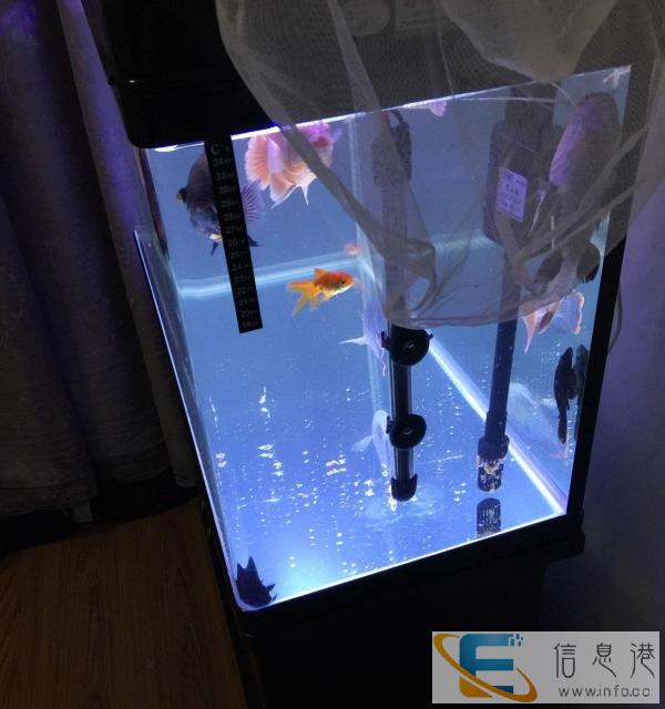 现转让刚刚买的新大型鱼缸才用了三天