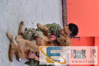 浙江宠物训犬学校-杭州哪里可以训狗-派多格寄训中心