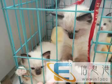 所有宠物用品都有哦