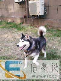 猫狗宠物寄养宠物狗和猫25元一天