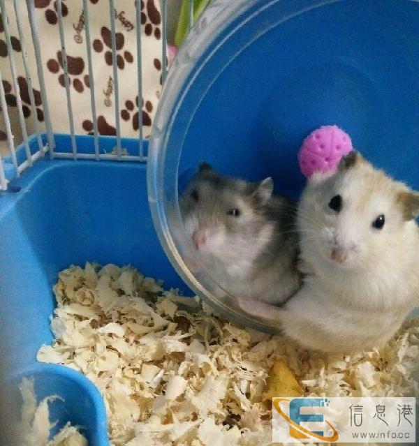 仓鼠笼子2个一起便宜转了