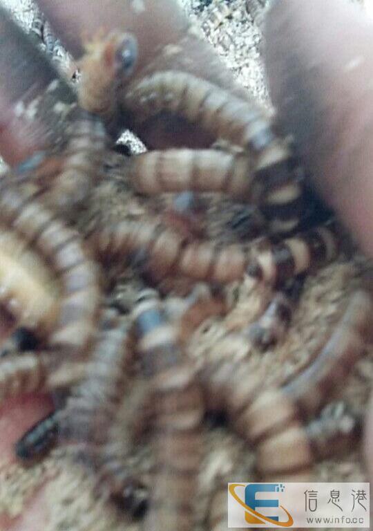 邯郸批发大麦虫