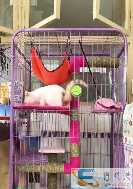 猫笼 猫别墅便宜转了