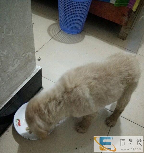 2个月大巨型金毛转让