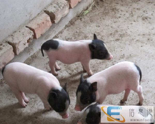 哪里有宠物店卖仓鼠和宠物猪的