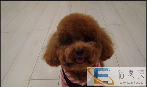 泰迪狗狗工作没时间照顾,寻赠有缘人