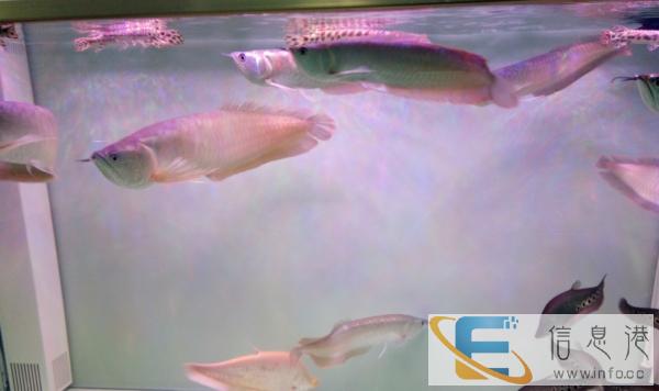 出售银龙鱼价格便宜