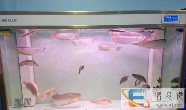 连连有鱼水族鱼缸大促销