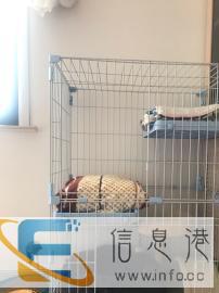 九成九新猫别墅挥泪转让