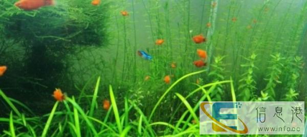 专业订做草景鱼缸