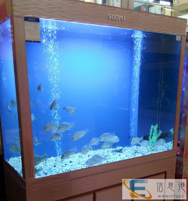 各类观赏鱼缸,各类观赏鱼,绝对的高大上