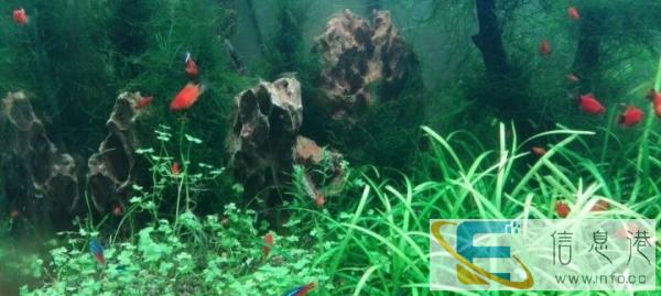 专业订做水族草景鱼缸清洗维护各类水族箱