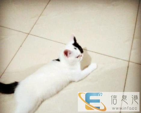 四个月小公加菲转让