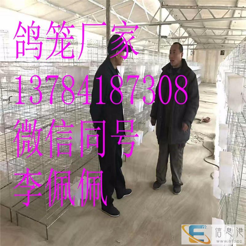 三层鸽子笼 肉鸽笼 养殖笼具 厂家全国批发