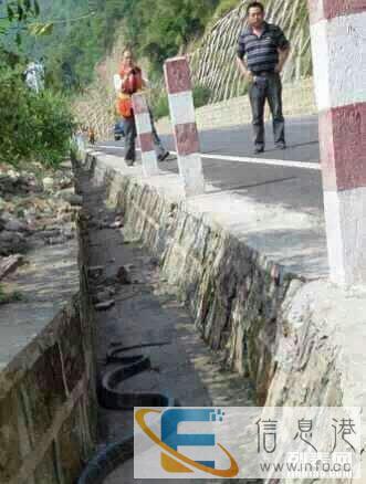 各种各样蛇类出售