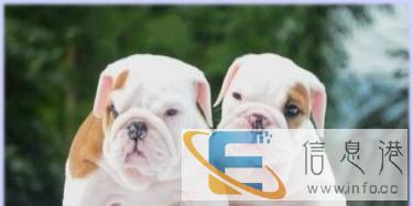 优选犬舍   斗牛犬基地热销、高品质英斗、打电话、基地见面交