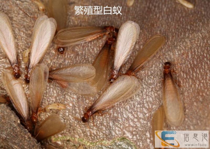 郴州地区口碑最好的专业白蚁防治 灭老鼠 蟑螂 跳蚤 臭虫公司 郴州地区口碑最好的专业白蚁防治 灭老鼠 蟑螂 跳蚤 臭虫公司