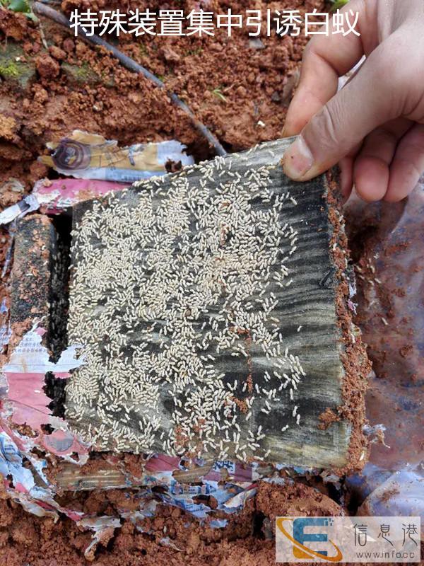 郴州地区口碑最好的专业白蚁防治 灭老鼠 蟑螂 跳蚤 臭虫公司 郴州地区口碑最好的专业白蚁防治 灭老鼠 蟑螂 跳蚤 臭虫公司