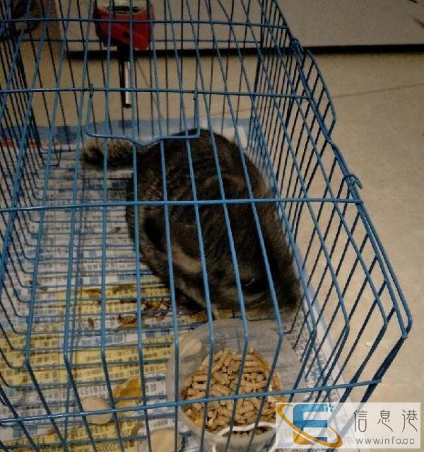 便宜出售龙猫700