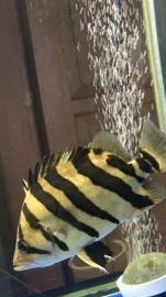 出售精品虎鱼大小都有