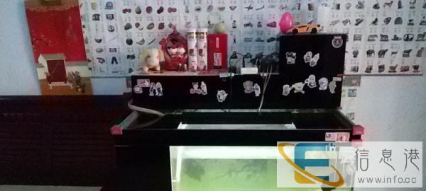 锦鲤地缸打包出售