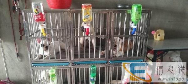 出售两个95成新的大狗笼