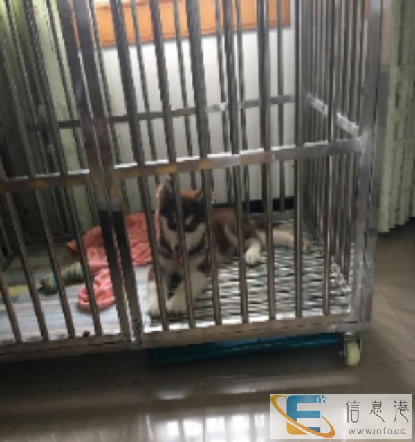 9成新狗用品价格600