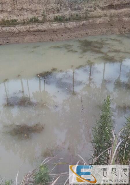 大量收够黄粉虫