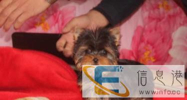 优选犬舍   约克夏基地热销、微小金头银背、打电话、基地见面