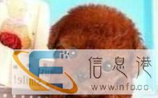 心爱的一只泰迪送人哦