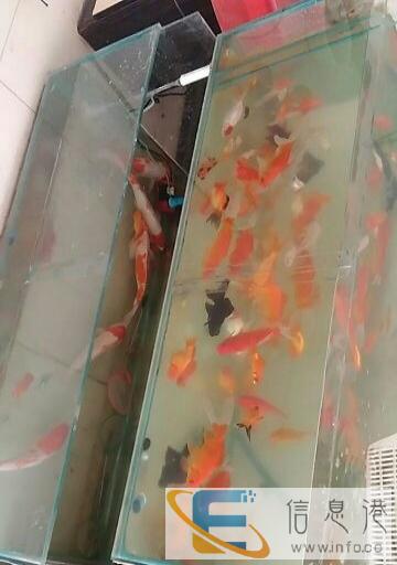 水族馆倒闭,急转