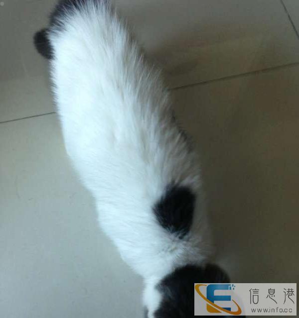 超漂亮萌萌英短蓝白纯种,赠.养还不来没机会啦 2