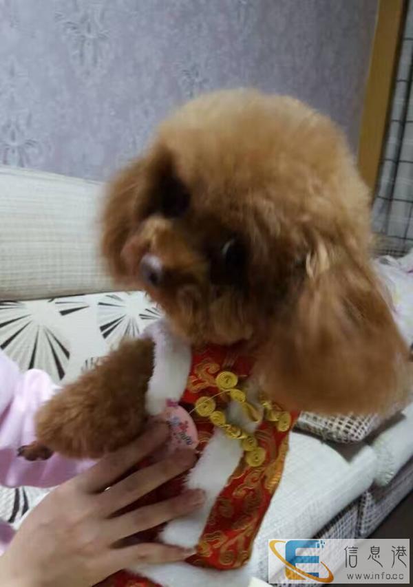 狗狗衣服买多了全新转手