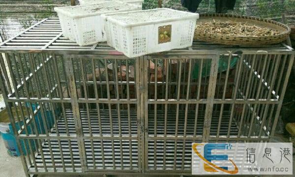 超大不锈钢狗笼废铁价出售或换狗