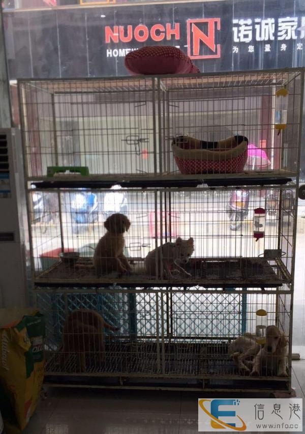 三层狗笼猫繁殖笼