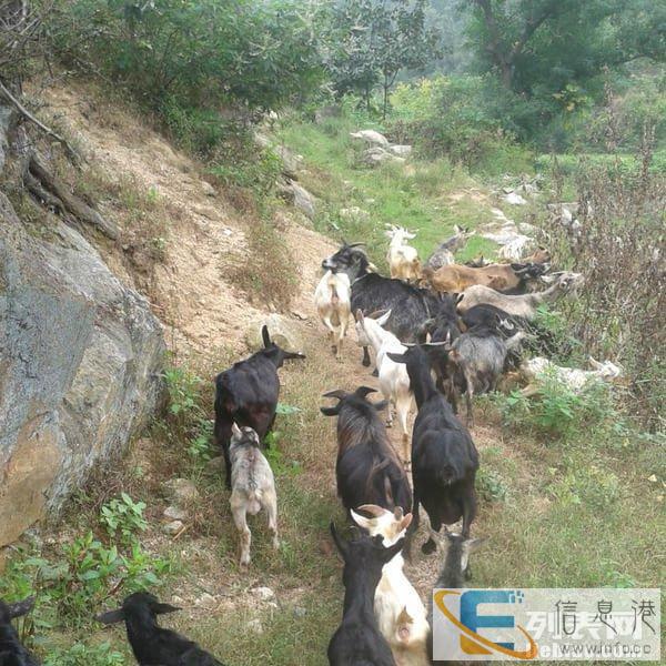 自家养的土山羊整体转让