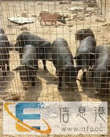 藏香猪种猪价格藏香猪猪苗