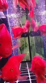 出售1.2米底滤鱼缸，过滤系统很强大