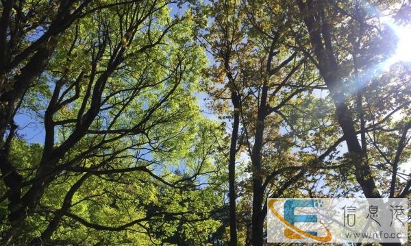 诚招保姆 待遇好