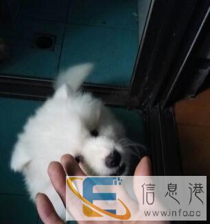 收个中大狗笼子30-150