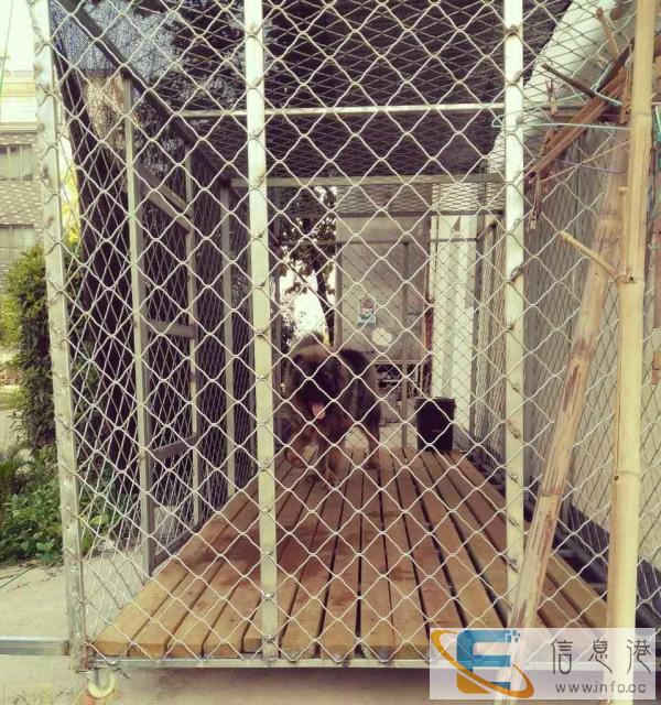 二手大狗笼转让