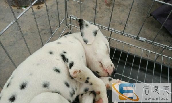 闲置狗笼，限金华市自取，小型犬或中型犬外出可用