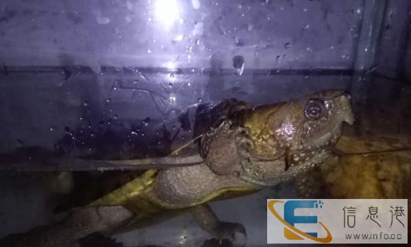 出售英嘴龟一只